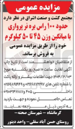 تصویر کوچک آگهی فروش حدود ۱۰۰ راس بره نر پرواری با میانگین وزن ۴۵ تا ۵۰ کیلوگرم 