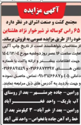تصویر کوچک آگهی فروش ۶۵ راس گوساله نر شیرخوار نژاد هلشتاین