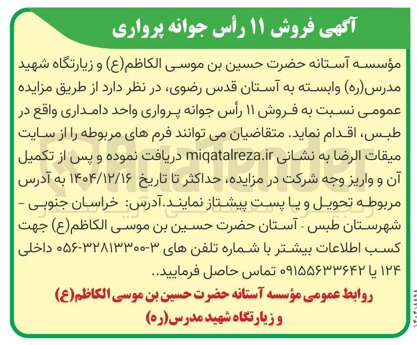 تصویر کوچک آگهی فروش ۱۱ رأس جوانه پرواری