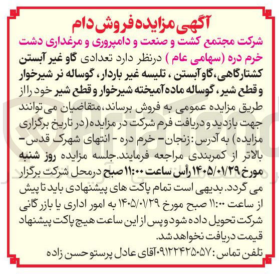 تصویر کوچک آگهی فروش  تعدادی گاو غیر آبستن کشتارگاهی گاو آبستن ، تلیسه غیر باردار، گوساله نر شیرخوار و قطع شیر گوساله ماده آمیخته شیرخوار و قطع شیر