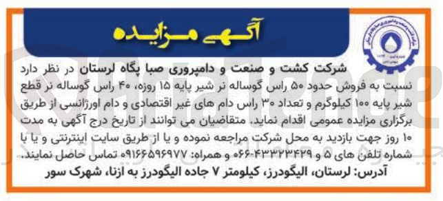 تصویر کوچک آگهی فروش حدود ۵۰ راس گوساله نر شیر پایه ۱۵ روزه ۴۰ راس گوساله نر قطع شیر پایه ۱۰۰ کیلوگرم و تعداد ۳۰ راس دام های غیر اقتصادی و دام اورژانسی