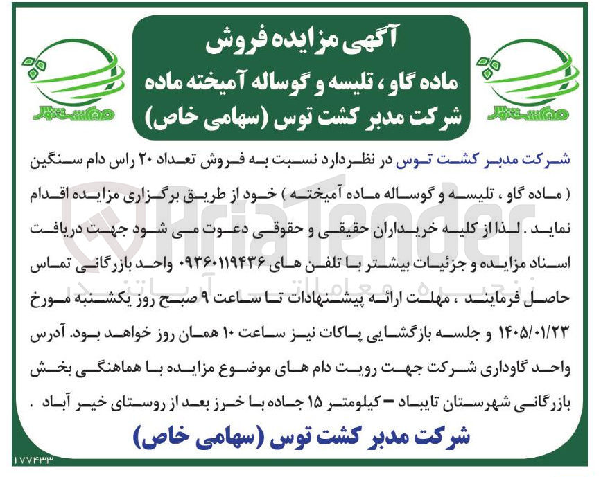 تصویر کوچک آگهی فروش تعداد ۲۰ راس دام سنگین ماده گاو ، تلیسه و گوساله ماده آمیخته 