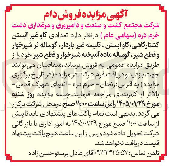 تصویر کوچک آگهی فروش  تعدادی گاو غیر آبستن کشتارگاهی گاو آبستن ، تلیسه غیر باردار گوساله نر شیرخوار و قطع شیر گوساله ماده آمیخته شیرخوار و قطع شیر 