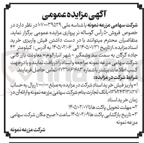 تصویر کوچک آگهی فروش ۵۰ رأس گوساله نر پرواری