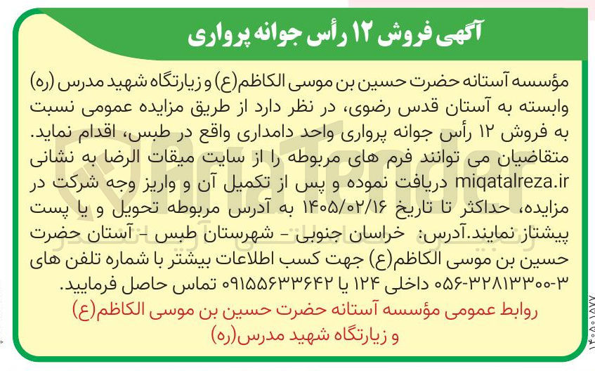 تصویر کوچک آگهی فروش ۱۲ رأس جوانه پرواری