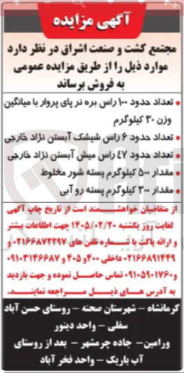 تصویر کوچک آگهی فروش تعداد حدود ۱۰۰ راس بره نر پای پروار با میانگین وزن ۳۰ کیلوگرم - تعداد حدود ۶ راس شیشک آبستن نژاد خارجی - تعداد حدود ٤٧ راس میش آبستن نژاد خارجی - مقدار ۵۰۰ کیلوگرم پسته شور مخلوط - مقدار ۳۰۰ کیلوگرم پسته رو آبی