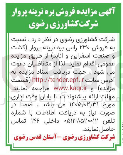 تصویر کوچک آگهی فروش ۲۳۰ راس بره نرینه پروار