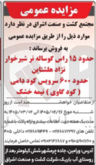 تصویر کوچک آگهی فروش حدود ۱۵ راس گوساله نر شیر خوار نژاد هلشتاین حدود ۶۰۰ سرویس کود دامی کود گاوی ) نیمه خشک