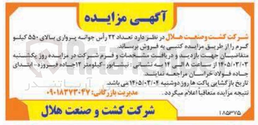 تصویر کوچک آگهی فروش تعداد ۲۲ رأس جوانه پرواری بالای ۵۵۰ کیلوگرم
