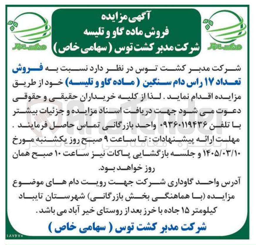 تصویر کوچک آگهی فروش تعداد ۱۷ راس دام سنگین ( ماده گاو و تلیسه)