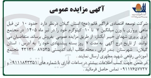 تصویر کوچک آگهی فروش حدود ۱۰ تن فیل ماهی پرواری با وزن میانگین ۷ تا ۱۰ کیلوگرم 